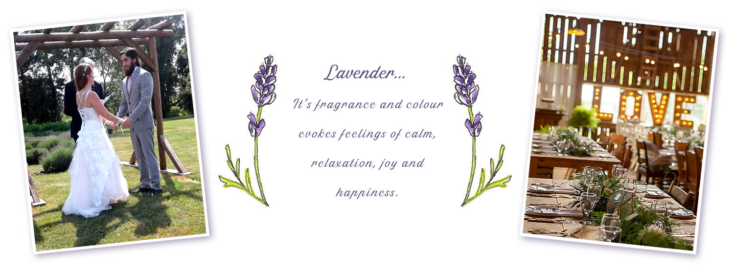 wedding couple and lavender