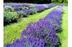 small_672_lavender2.jpg